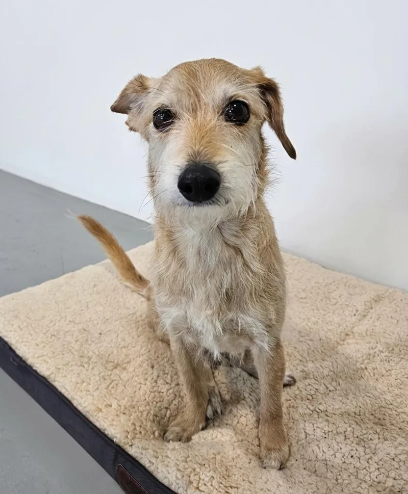 A senior small-sized male Yellow / Tan / Blond / Fawn Yorkshire Terrier dog named Joey for adoption in Brunswick, OH