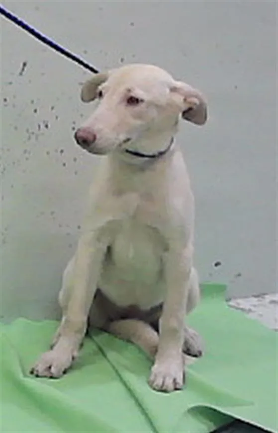 A baby small-sized female German Shepherd Dog dog named A for adoption in Houston, TX