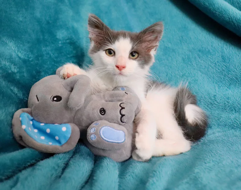 A baby large-sized male Gray & White Turkish Angora cat named Moose for adoption in Saint Augustine, FL