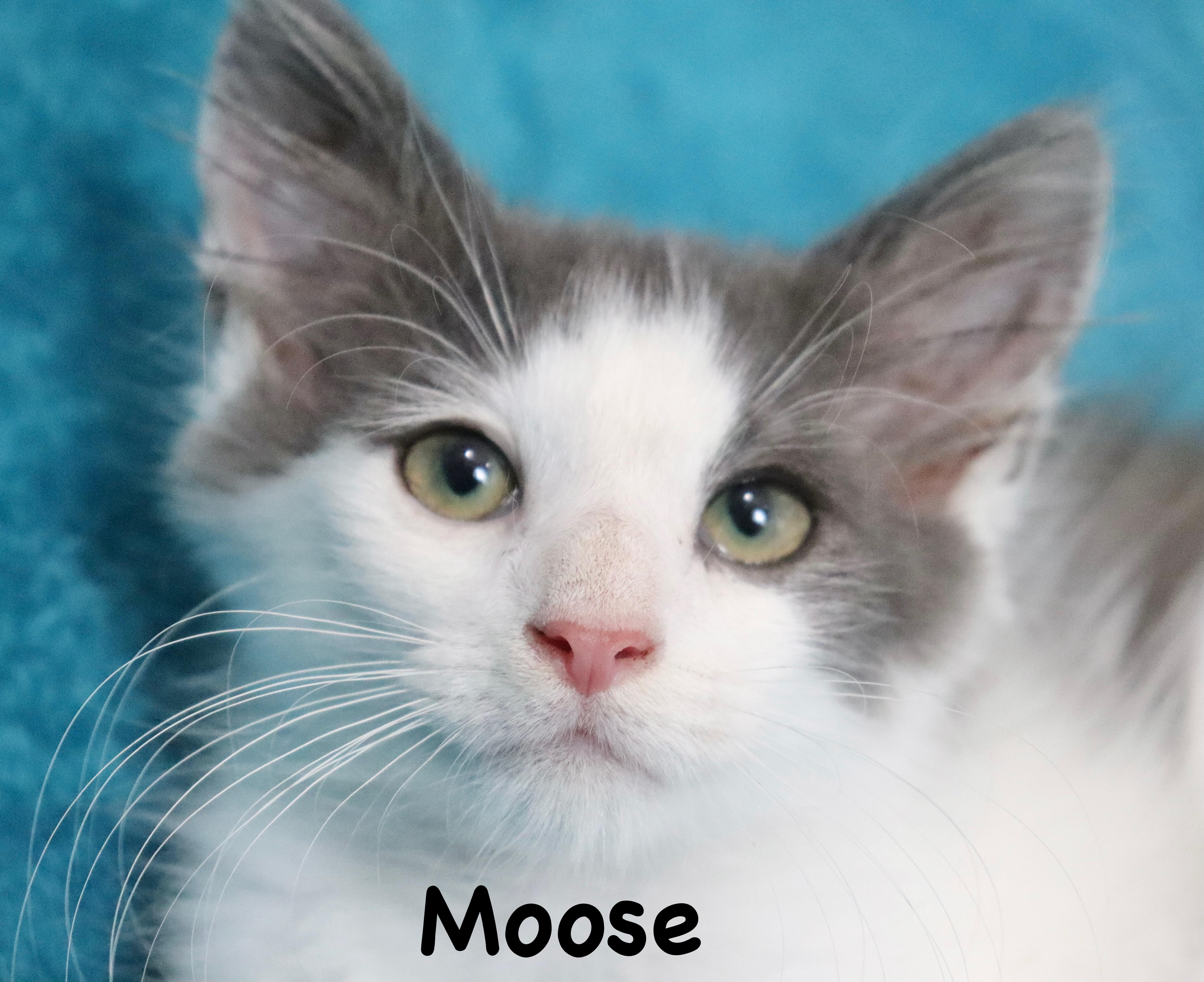 Moose thumbnail 4