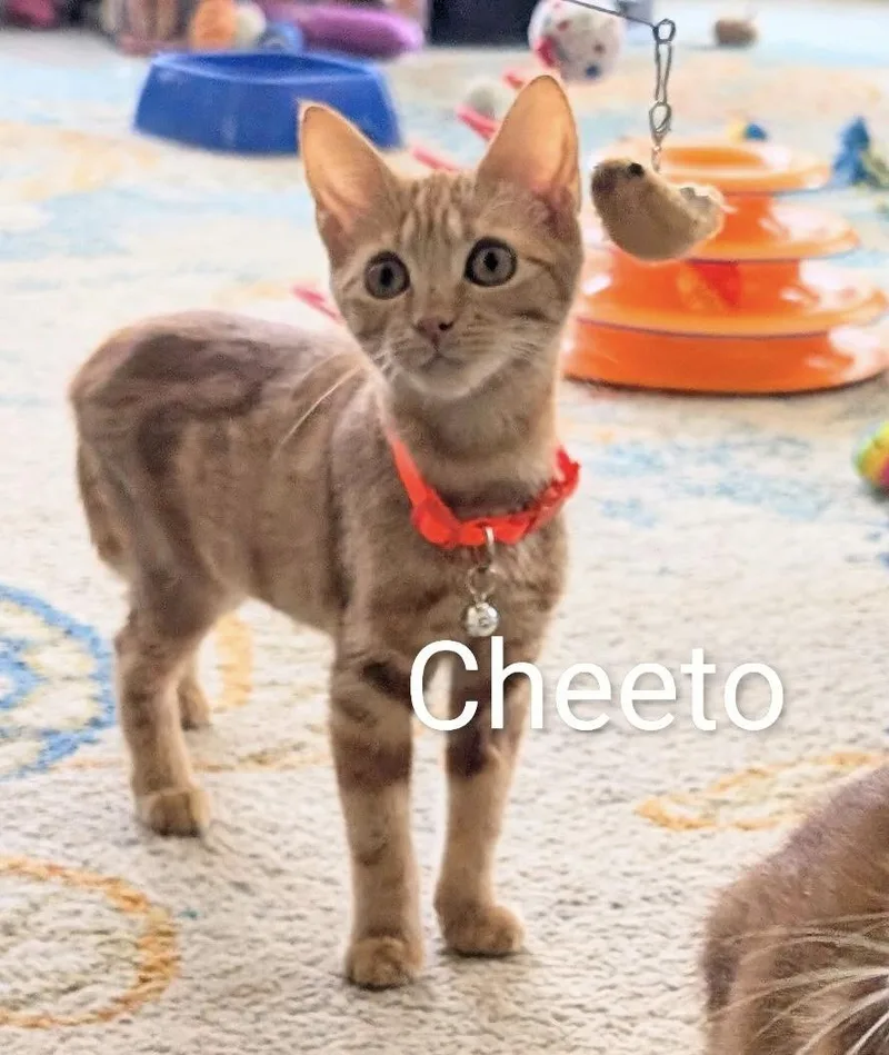 A baby medium-sized female Tabby (Orange / Red) Tabby cat named Cheeto for adoption in Southern Pines, NC