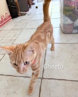 Cheeto thumbnail 2