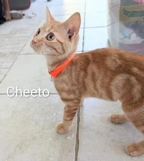 Cheeto thumbnail 3