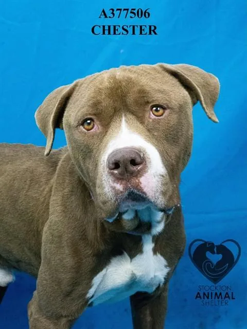 A young large-sized male Pit Bull Terrier dog named Chester for adoption in Stockton, CA