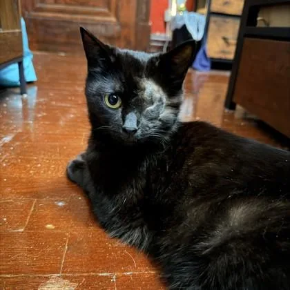 An adult medium-sized female Black Domestic Short Hair cat named Rose for adoption in Lansing, MI