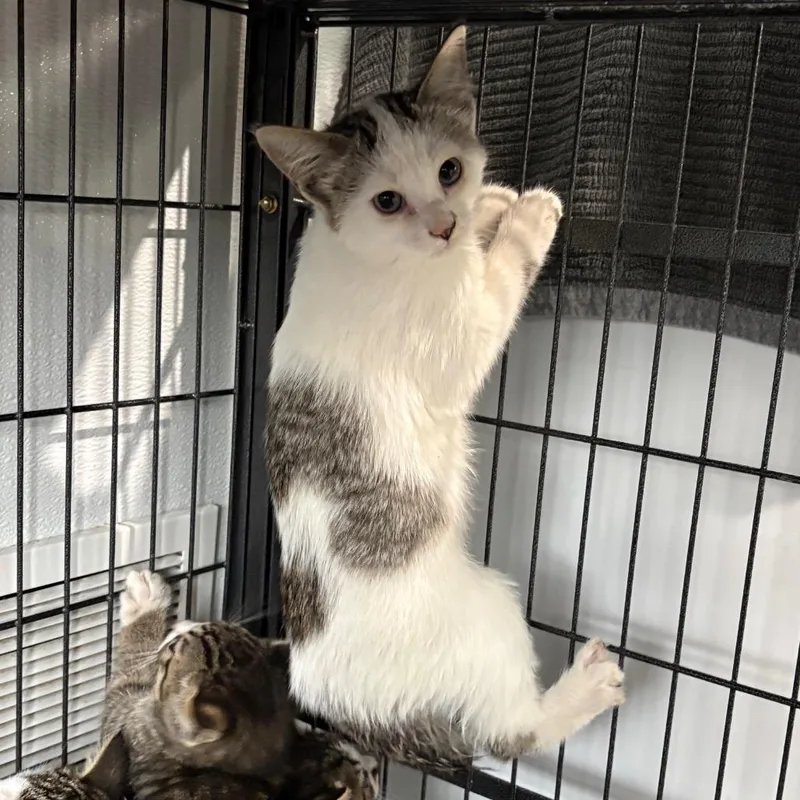 A young medium-sized female Domestic Short Hair cat named Endora for adoption in Crookston, MN