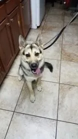 An adult medium-sized female Black German Shepherd Dog named Peaches for adoption in Cincinnati, OH