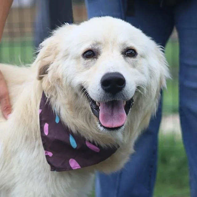 A young large-sized female Golden Retriever dog named Coqueto for adoption in San Antonio, TX