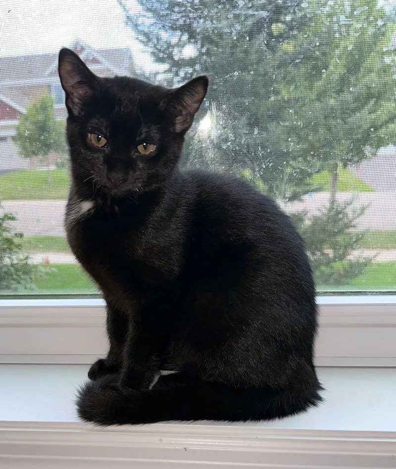 Stella Bella