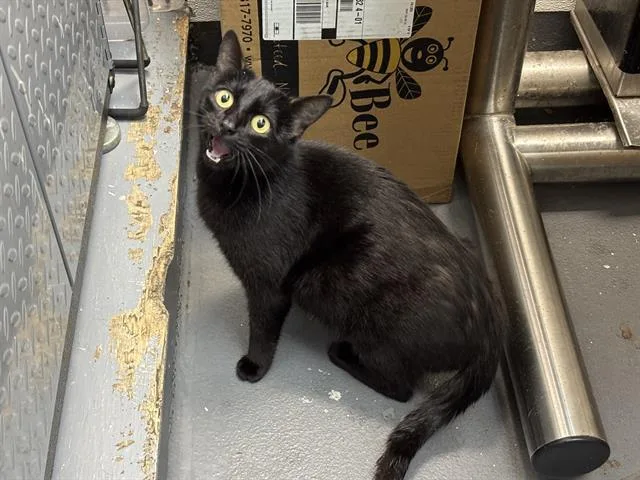 A young small-sized female Domestic Short Hair cat named Queenie for adoption in Antioch, CA