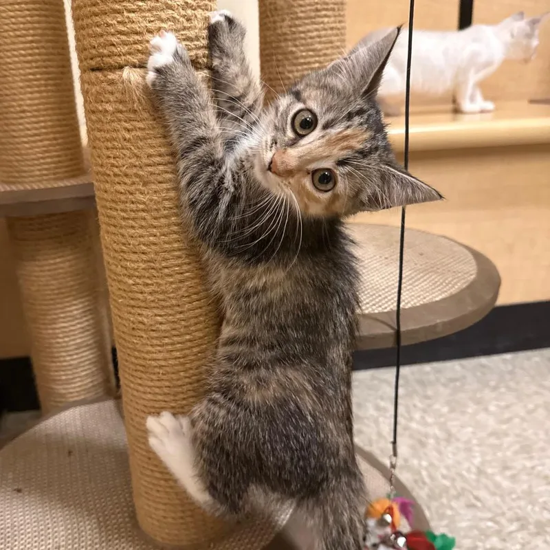 A baby small-sized female Calico Domestic Short Hair cat named Snuggles for adoption in Kyle, TX