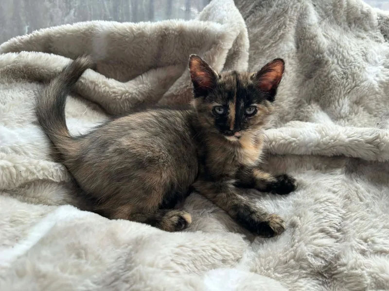 A baby small-sized female Domestic Short Hair cat named Cali for adoption in Canton, CT
