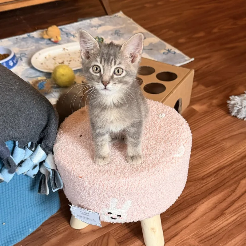 A baby medium-sized female Domestic Short Hair cat named Alysa for adoption in Honeoye, NY