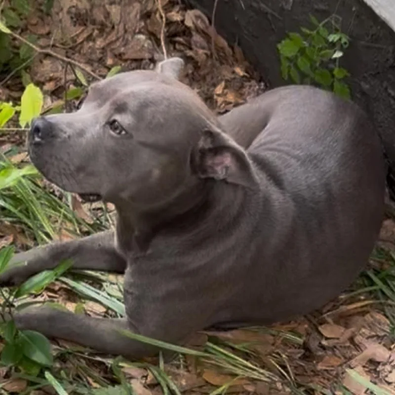 An adult medium-sized female Gray / Blue / Silver Pit Bull Terrier dog named June Bug for adoption in Birmingham, AL