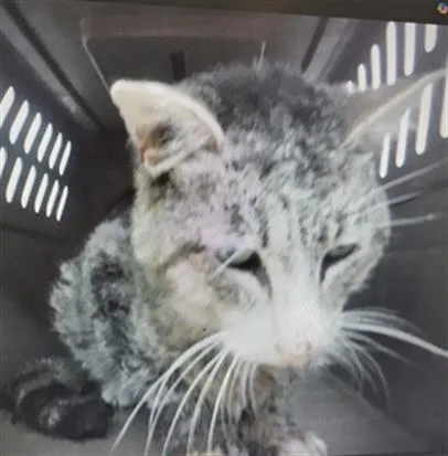 A senior small-sized male Domestic Short Hair cat named A for adoption in Oroville, CA