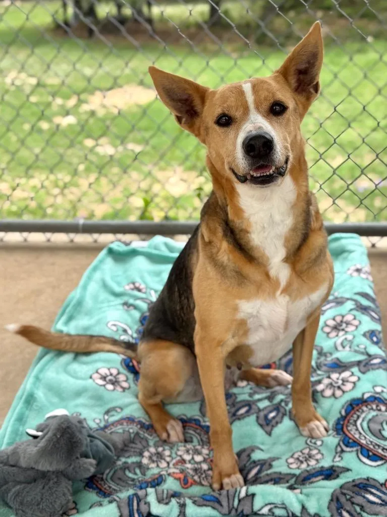 An adult medium-sized female Terrier dog named Breezy for adoption in Canyon Lake, TX