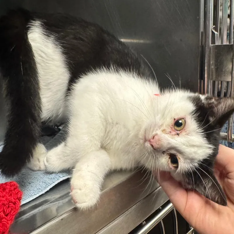 A baby medium-sized female Domestic Short Hair cat named Lunar for adoption in Olean, NY