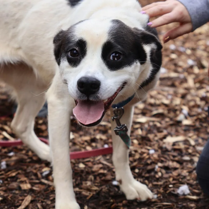 An adult medium-sized female Black Labrador Retriever dog named Rowdy for adoption in Briarcliff Manor, NY