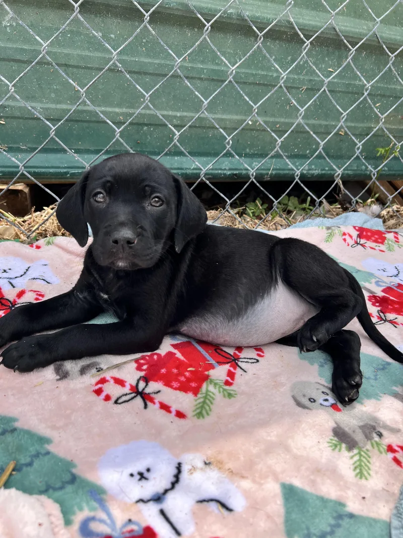 A baby large-sized female Catahoula Leopard Dog dog named Hailey for adoption in Tracy City , TN