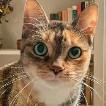An adult medium-sized female Torbie Domestic Short Hair cat named Florence Winifred for adoption in Barron, WI