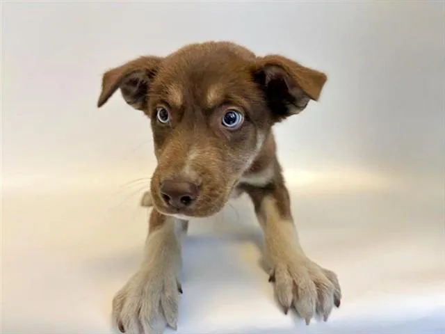 A baby small-sized male Terrier dog named Liam for adoption in Saint Louis, MO