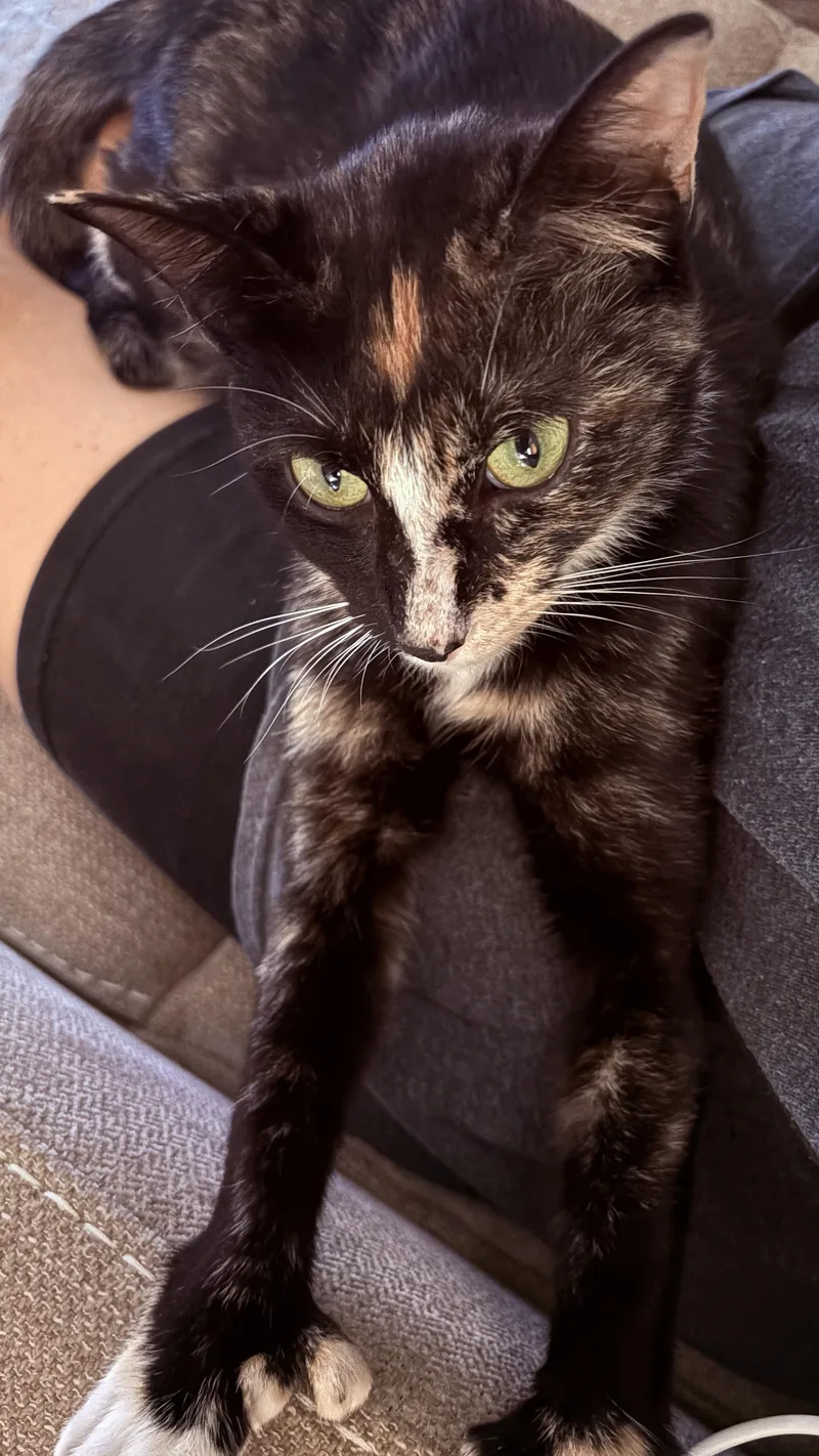 A young medium-sized female Calico Domestic Short Hair cat named Poppy for adoption in Jacksonville, FL