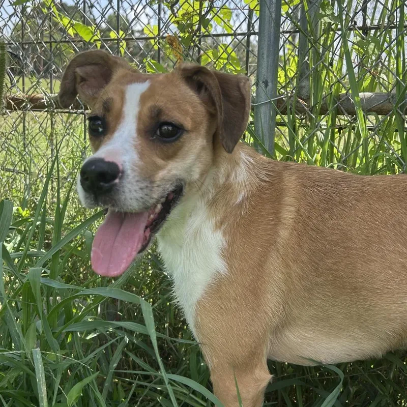A young medium-sized female Yellow / Tan / Blond / Fawn Boxer dog named Lemon Drop for adoption in West Point, MS