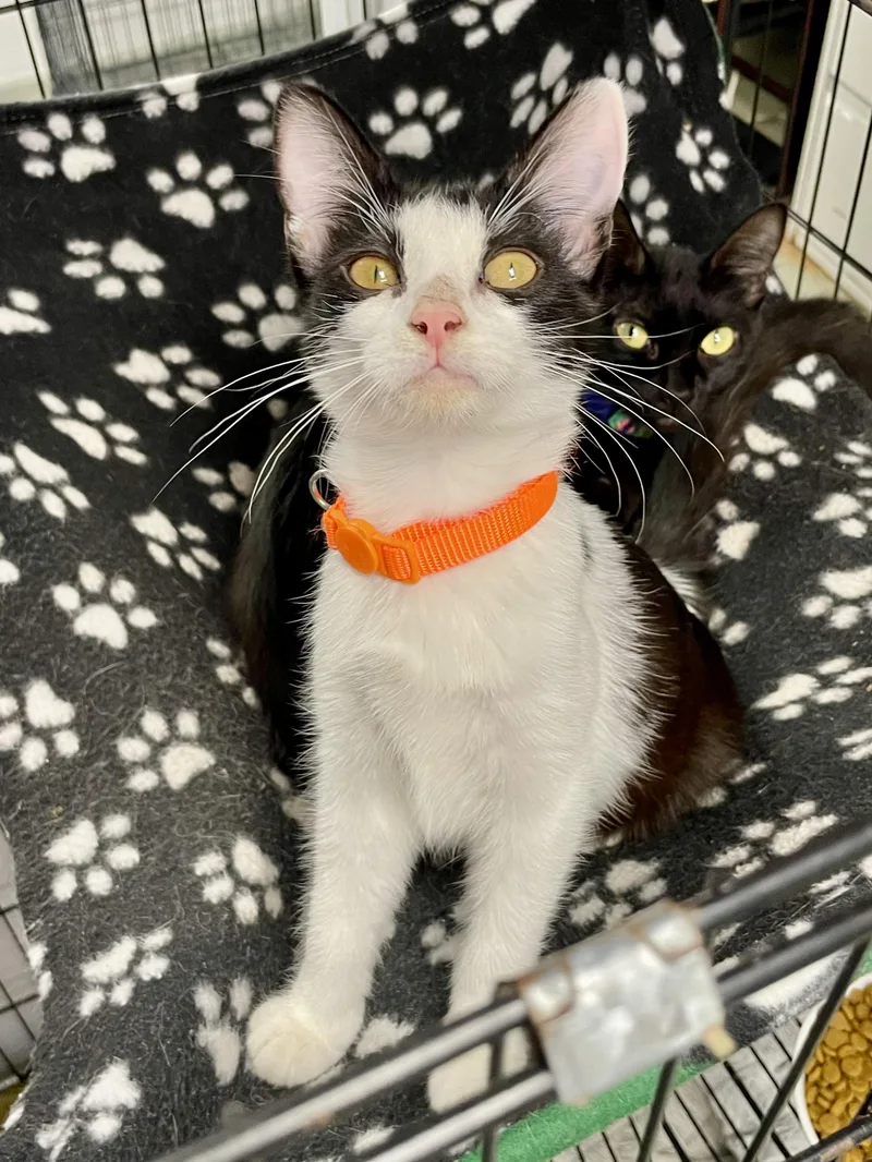 A young medium-sized female Black & White / Tuxedo Domestic Short Hair cat named Fettucine for adoption in Plano, TX