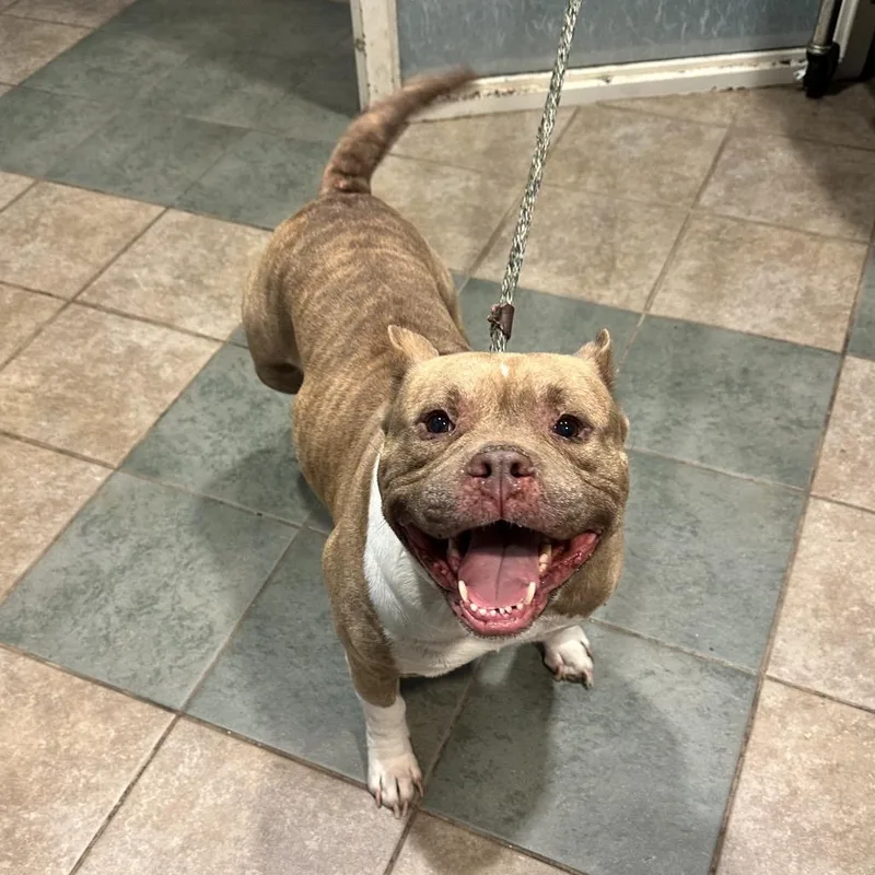 An adult medium-sized male Yellow / Tan / Blond / Fawn Mixed Breed dog named Colby for adoption in Chattanooga, TN