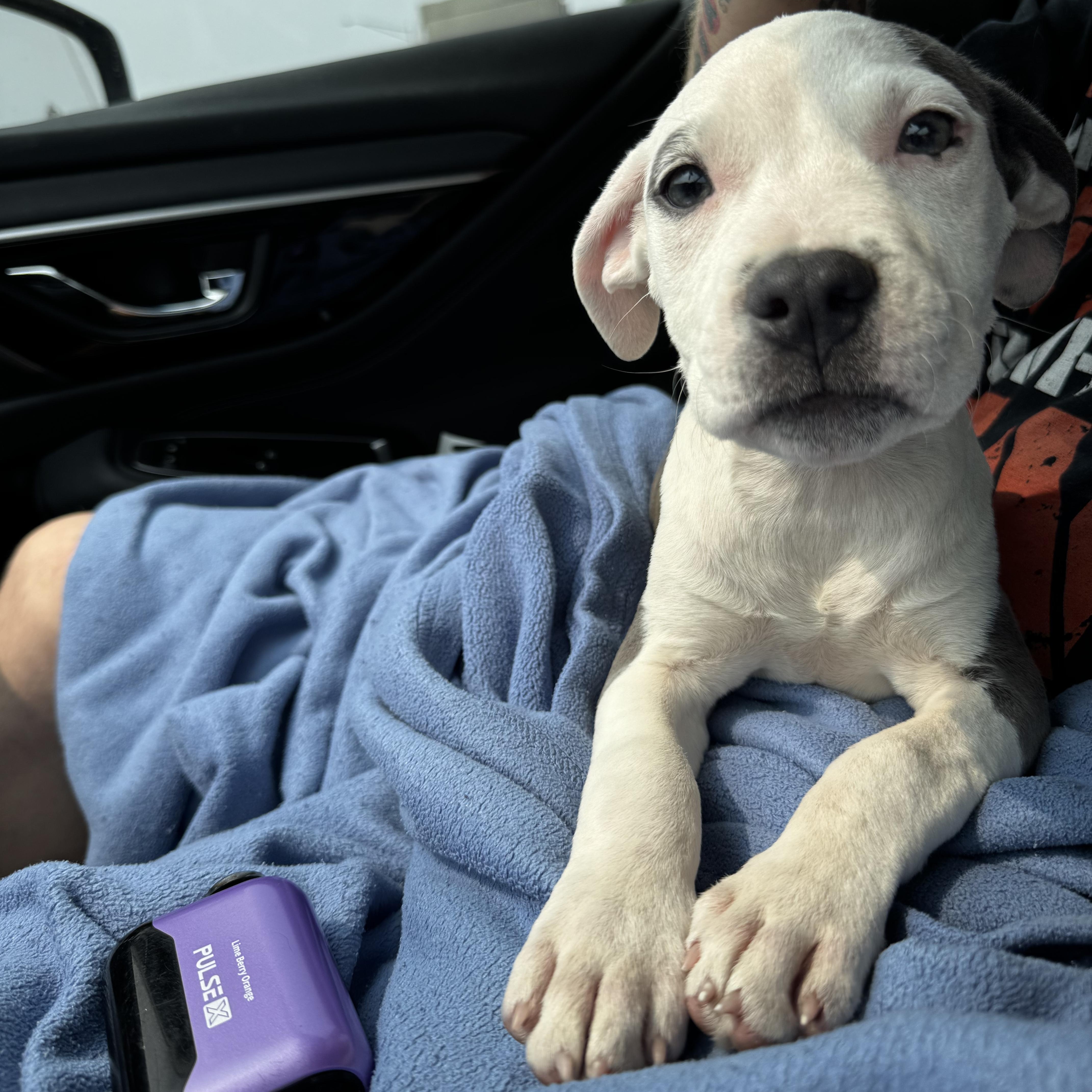 A baby medium-sized female American Staffordshire Terrier dog named Maleficent for adoption in Portland, ME