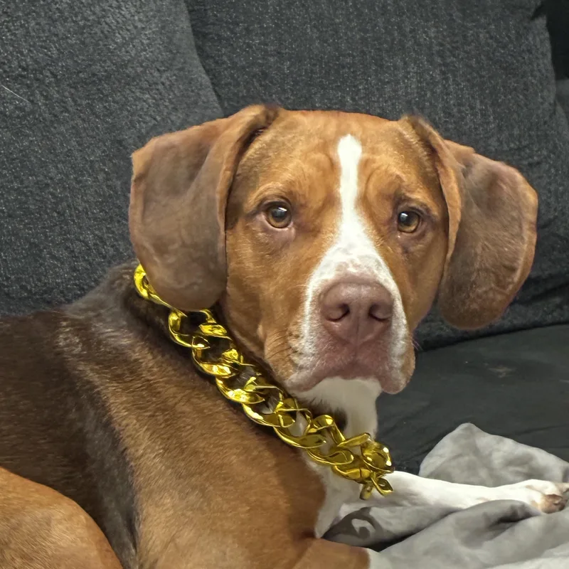 An adult medium-sized male Bicolor Beagle dog named Milo for adoption in Phoenix, AZ