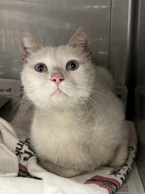 An adult medium-sized male Domestic Short Hair cat named Snowball for adoption in Chatsworth, CA