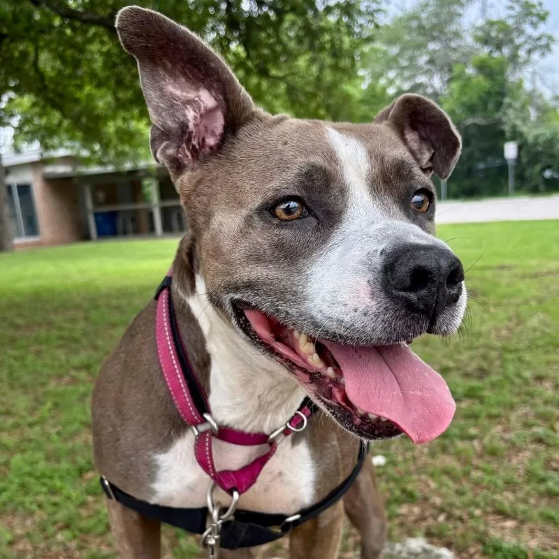 A senior large-sized female Yellow / Tan / Blond / Fawn Pit Bull Terrier dog named Selah for adoption in Austin, TX