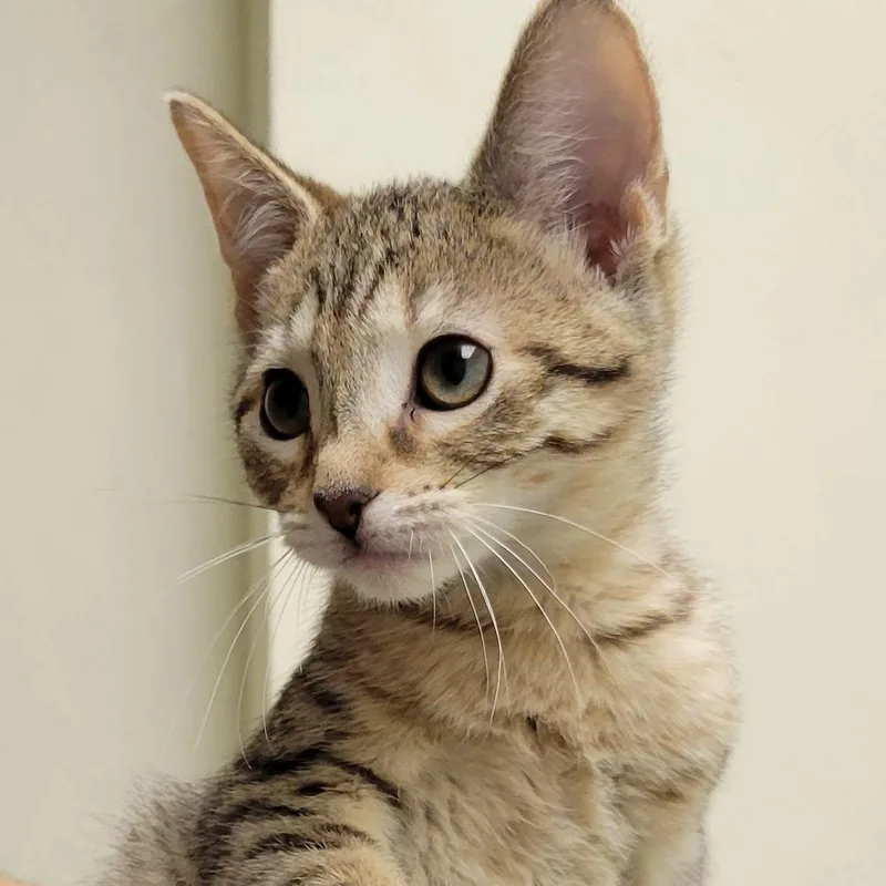 A baby medium-sized male Domestic Short Hair cat named Tazer for adoption in Mazon, IL