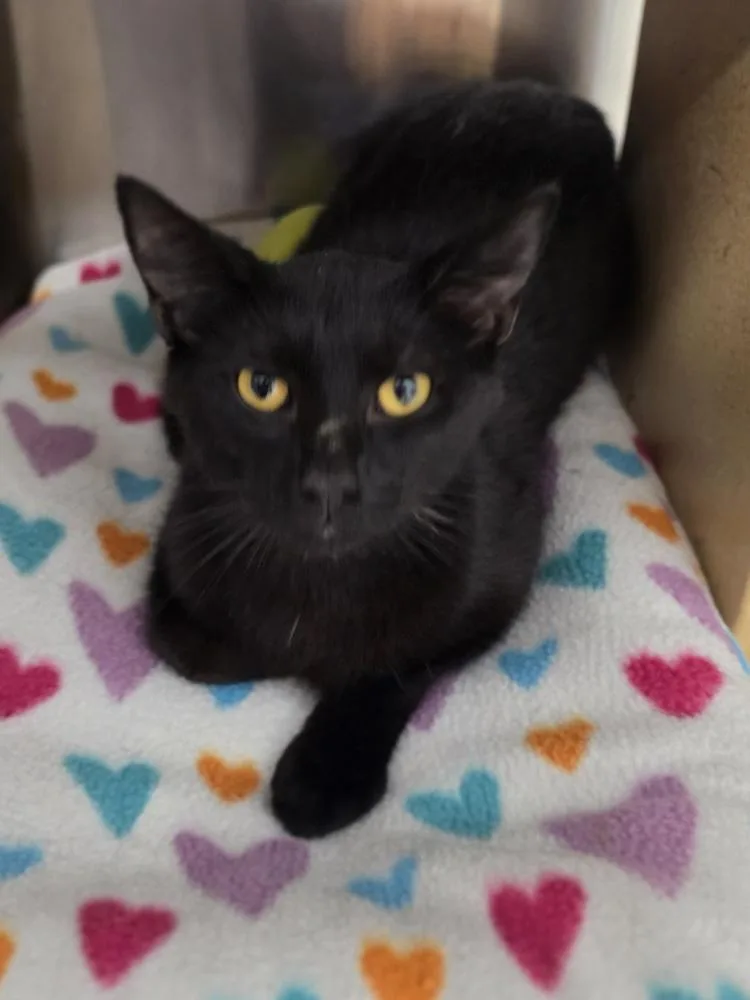 An adult medium-sized male Black Domestic Short Hair cat named Simon for adoption in Metamora, IL