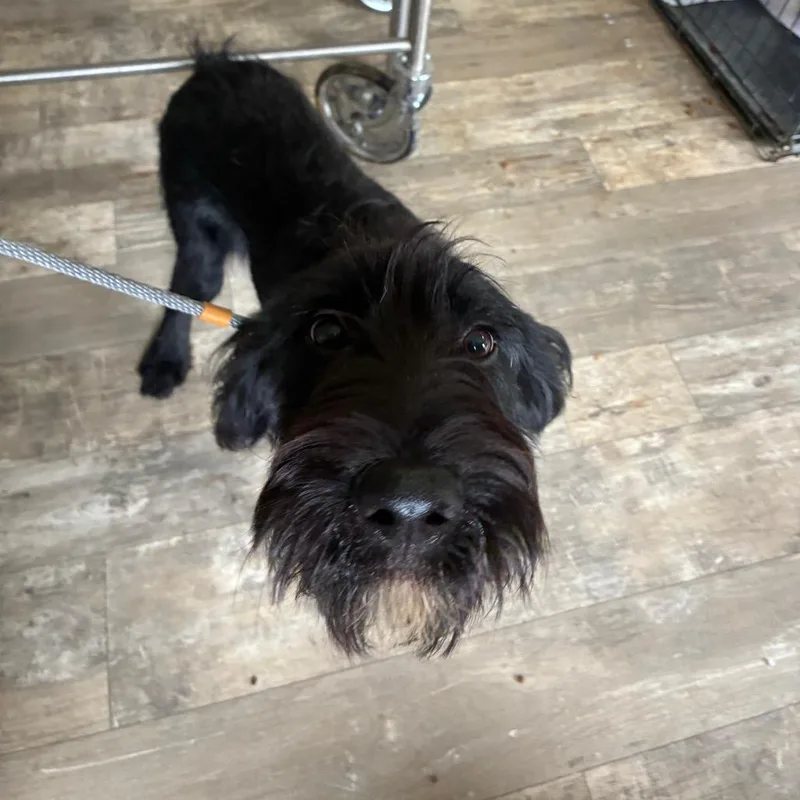 A young medium-sized male Black Labrador Retriever dog named Arthur for adoption in Hattiesburg, MS