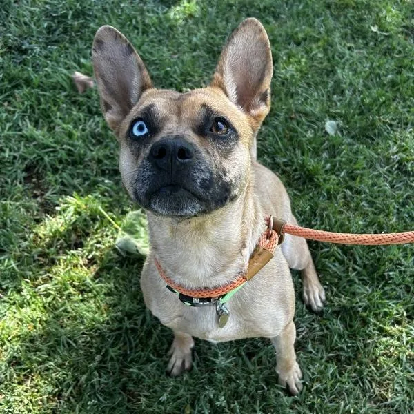 A young medium-sized female Australian Cattle Dog / Blue Heeler dog named Cappy for adoption in Dublin, CA