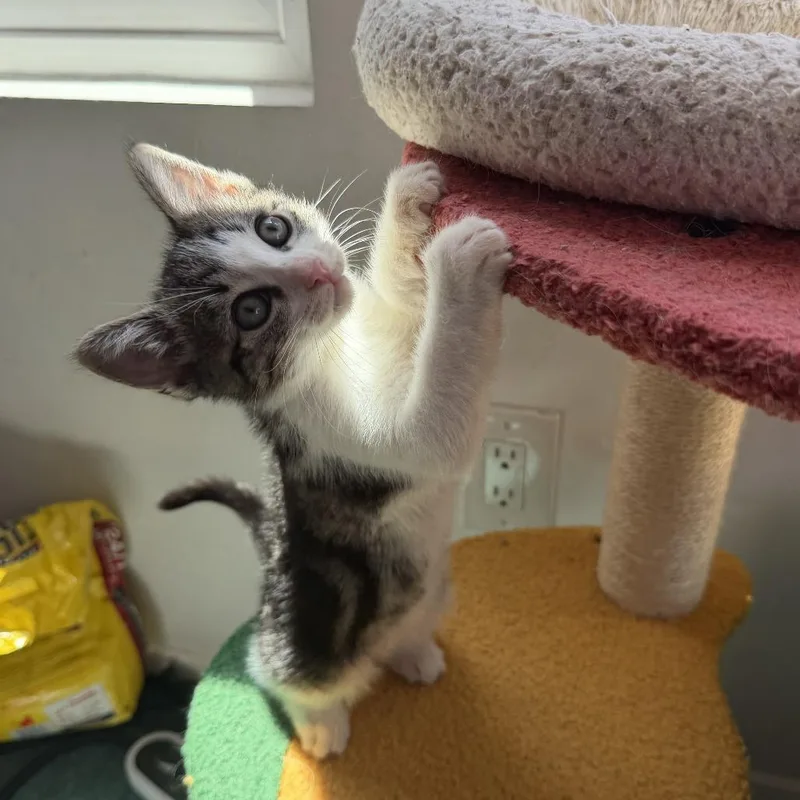 A baby small-sized female Brown / Chocolate Domestic Short Hair cat named Pepsi for adoption in Spokane, WA