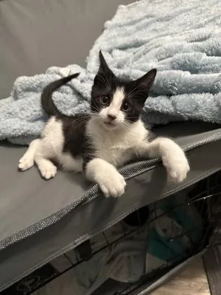 A baby small-sized male Domestic Short Hair cat named Sully for adoption in Port Republic, MD