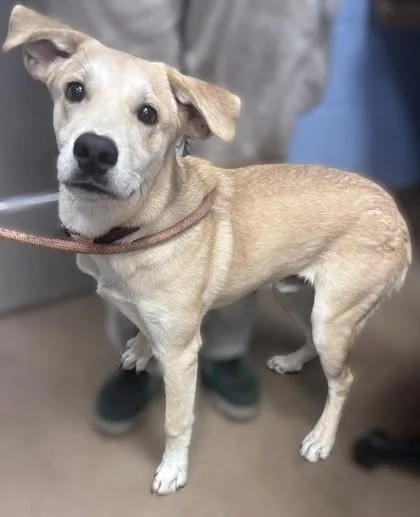 A young medium-sized male Mixed Breed dog named Brenton for adoption in Chamblee, GA