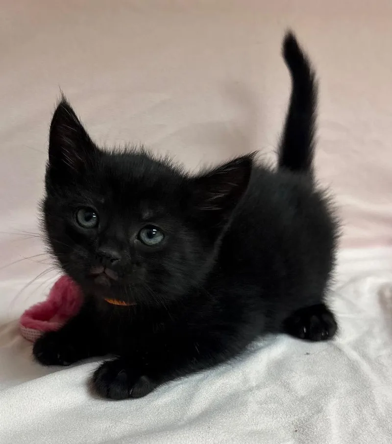 A baby medium-sized female Domestic Short Hair cat named Julieanna for adoption in Greeneville, TN