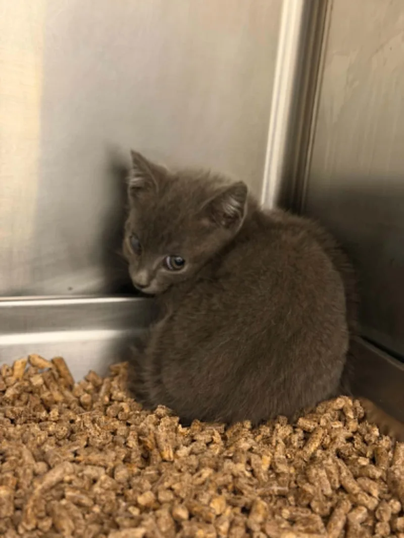 A baby small-sized male Domestic Medium Hair cat named Chompy for adoption in Hagerstown, MD