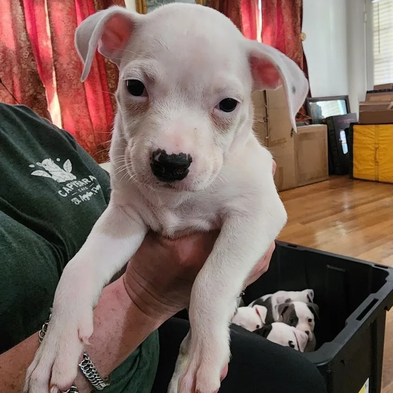 A baby medium-sized female Black American Staffordshire Terrier dog named Girl for adoption in Colonial Heights, VA