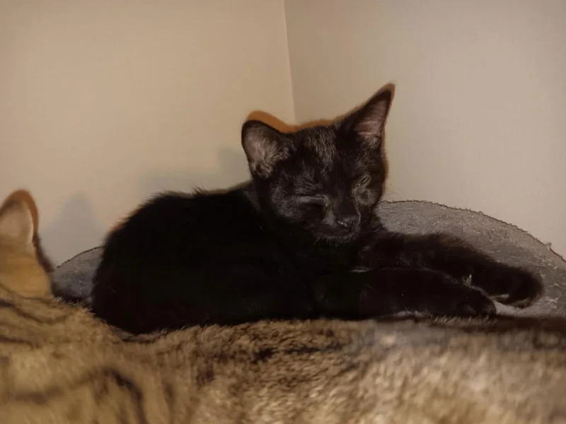 Gremlin Bi thumbnail 3