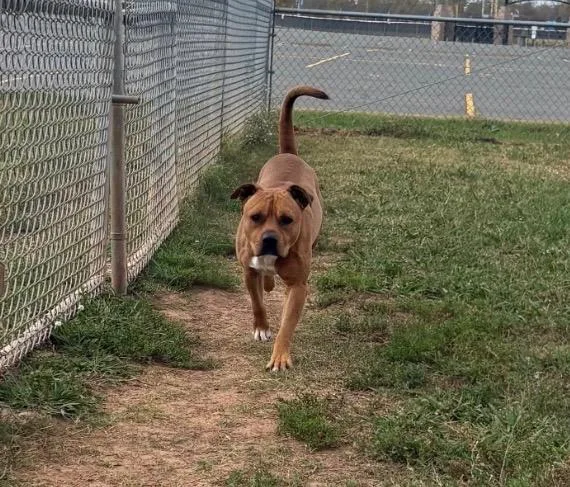 An adult large-sized male Mixed Breed dog named Bb for adoption in Bossier City, LA