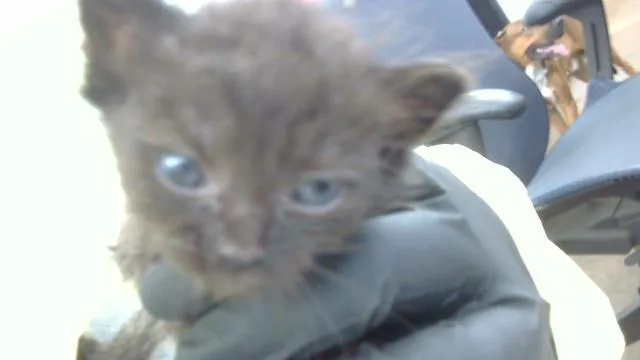 A baby medium-sized female Domestic Long Hair cat named October for adoption in Dallas, TX