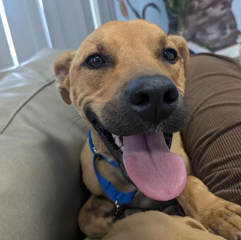A young medium-sized male Golden Black Mouth Cur dog named Dobby for adoption in Blue Earth, MN
