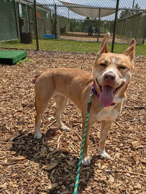 A young medium-sized female Husky dog named Bailey for adoption in Leesburg, VA