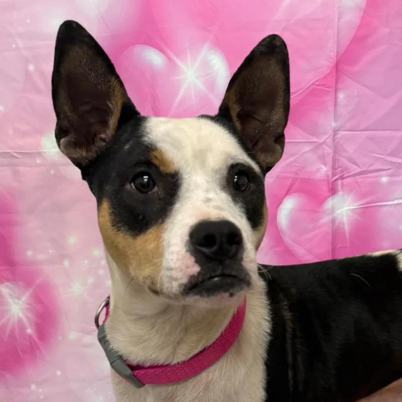 An adult medium-sized female Black Mixed Breed dog named Tia for adoption in Houston, TX