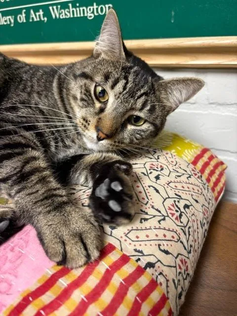 An adult medium-sized male Domestic Short Hair cat named Bottle Cap for adoption in Cincinnati, OH